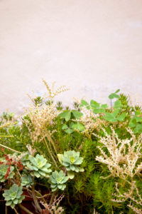 Succulent, plants, Tuscany, Italy Succulent, plants, Tuscany, Italy